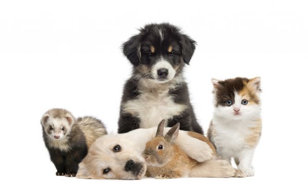 Champaign Pets