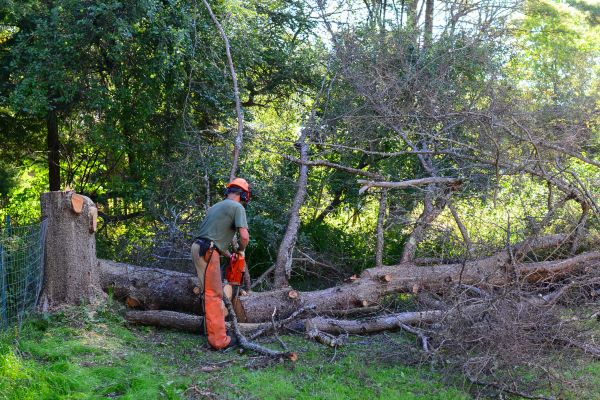 Champaign Tree Removal